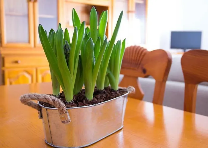 Apartamento Los Narcisos